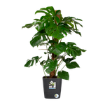 greensense aqua care quadrat 30cm holzkohlengrau